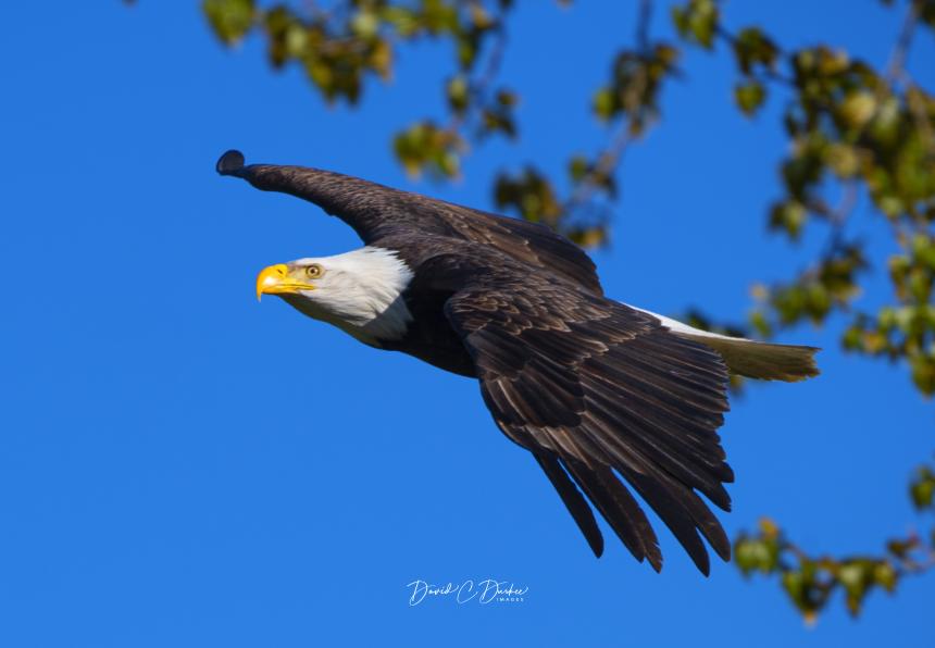 Bald eagle soaring through the sky