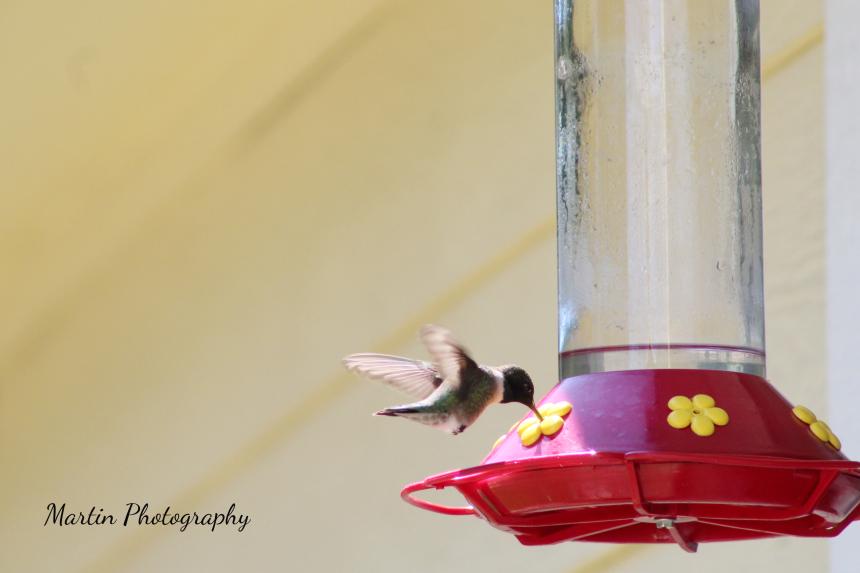 Hummingbird getting a refreshing drink of sugar water.