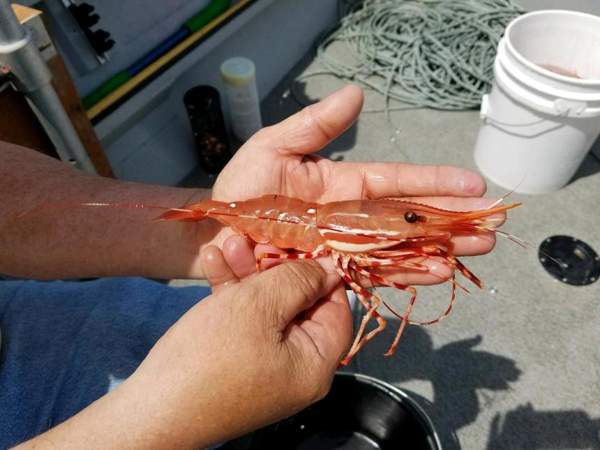 Nice size spot shrimp