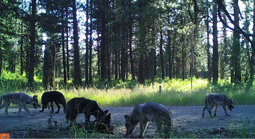 Grouse Flats wolf pack