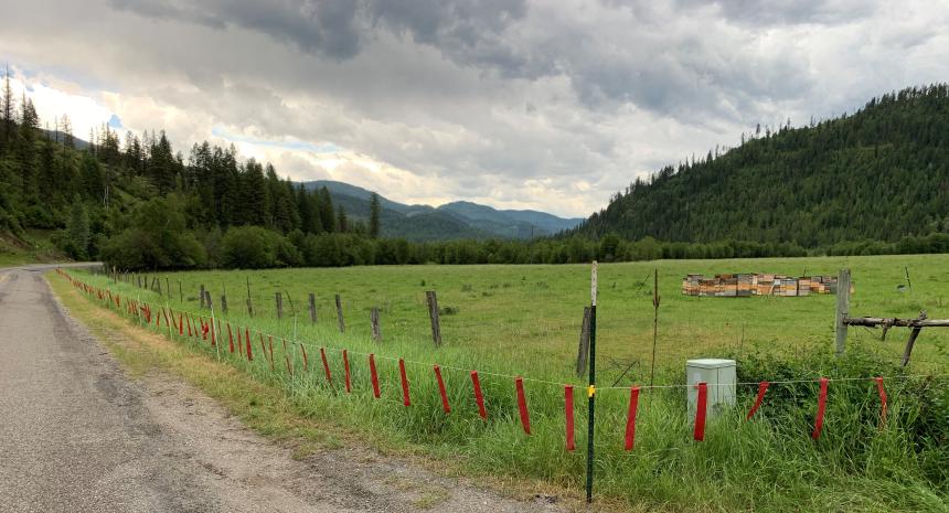 Fladry, a nonlethal wolf conflict mitigation tool, around a livestock pasture.