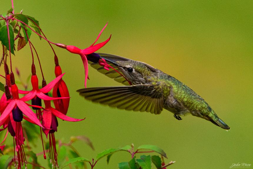 Anna's hummingbird visits flower