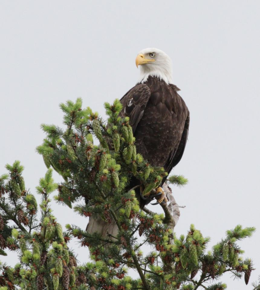 Bald eagle perched on a tree