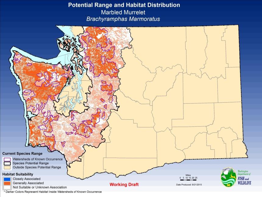 Marbled Murrelet | Washington Department Of Fish & Wildlife