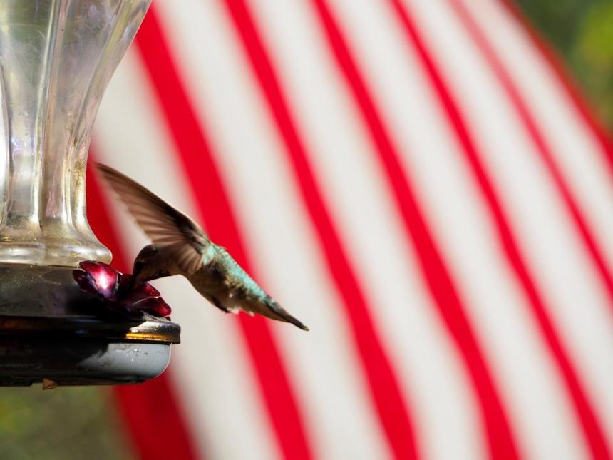 Hummingbird at feeder with flag in background