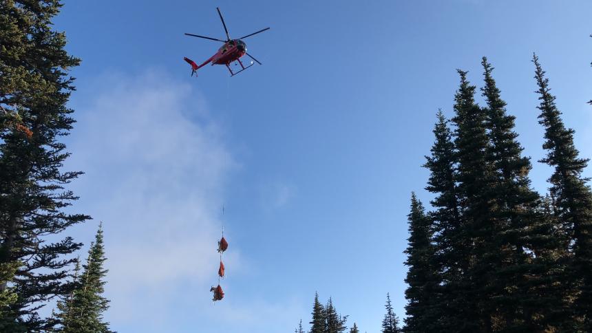 mountain goats flown by helicopter