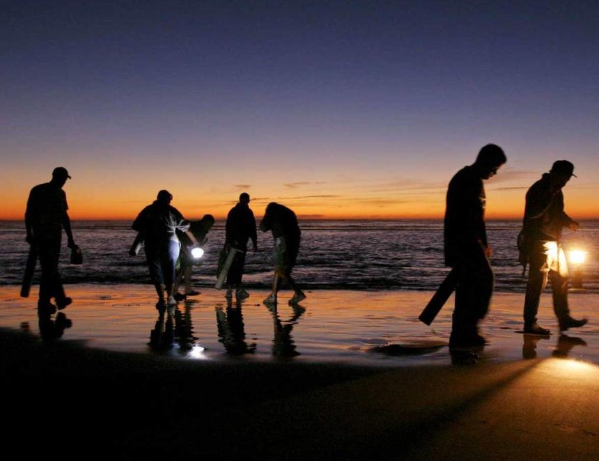 Several people digging for razor clams on beach at sunset. 