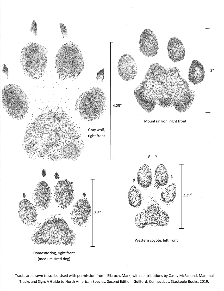 An illustration showing the difference in tracks between wolves and other wildlife