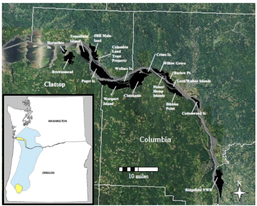 An aerial map of the lower Columbia River shows 16 locations occupied by Columbian white-tailed deer; there is an inset graphic map that shows the species’ likely historic range in blue and much reduced current range in yellow in southwest Washington and western Oregon. 