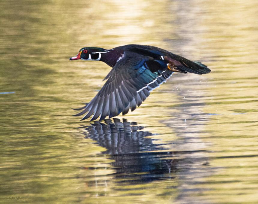 Wood duck flying just above the water with reflection