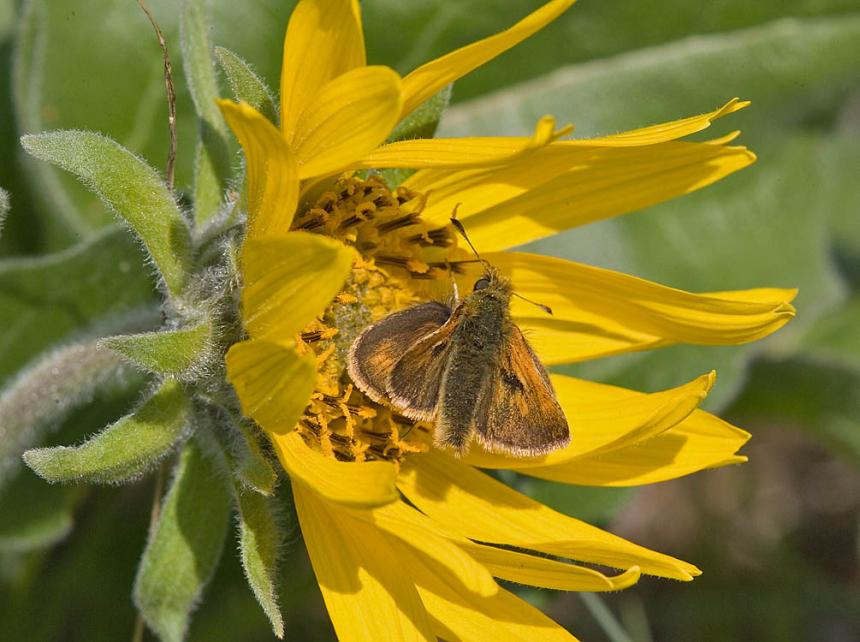 Closeup of an adult mardon skipper on a yellow flower.