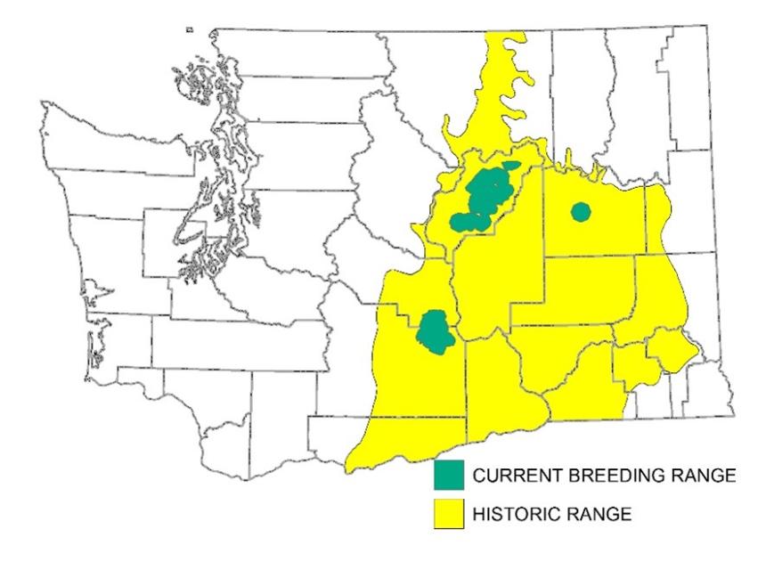 Map of Washington, showing Greater sage-grouse range--historically in 16 adjoining eastern Washington counties; as of year 2000, now in 4 remaining counties: Douglas, Lincoln, Kittitas and Yakima.