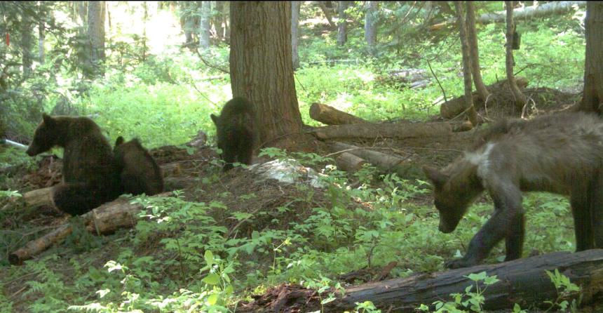 A female grizzly bear sits with three yearlings