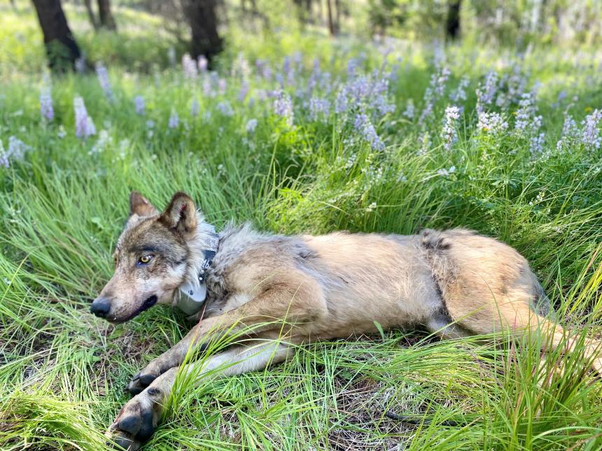 Sullivan Creek wolf waking up in a bed of wildflowers