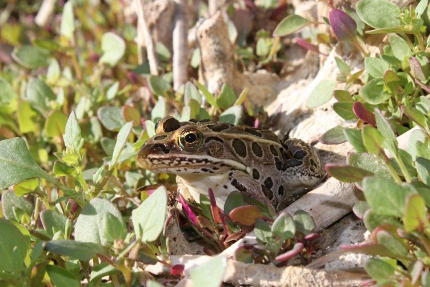 Northern leopard frog within foliage