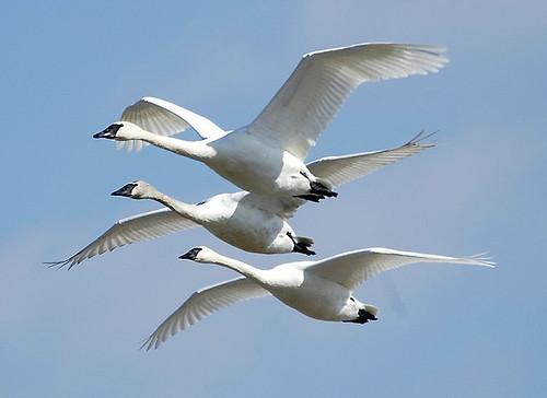View of three trumpeter swans in flight under a blue sky