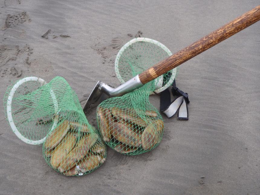 razor clams and clam shovel