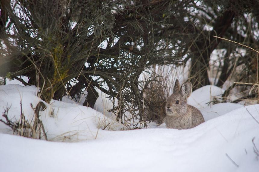 View of a pygmy rabbit in the snow in brush