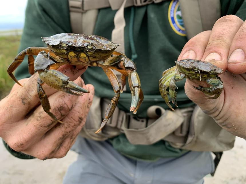 WDFW staffer holding two European green crab