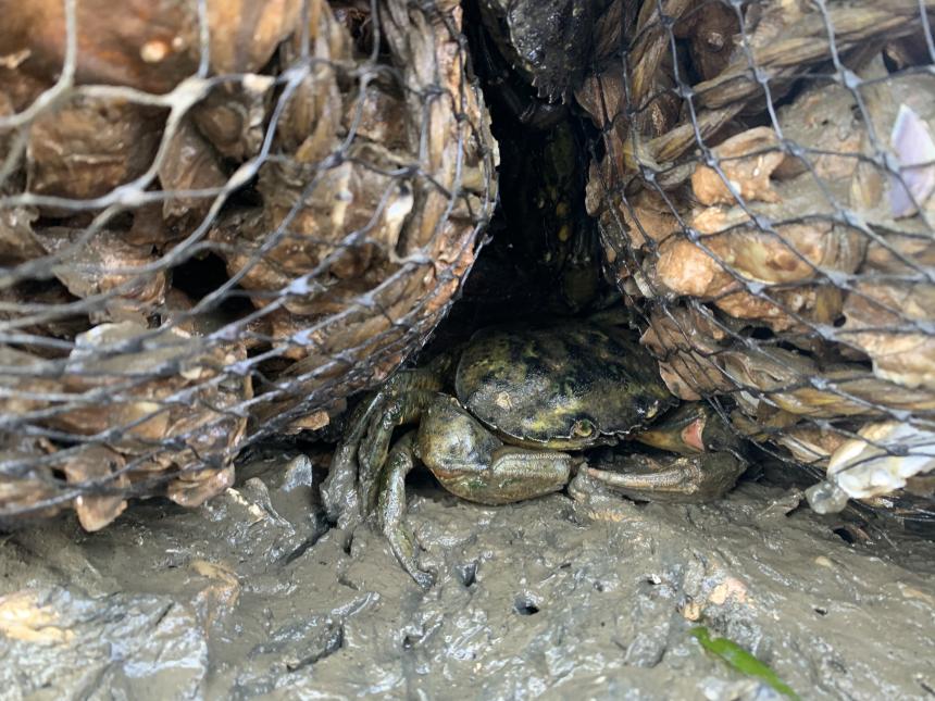 EGC hiding in commercial oyster grower bags, Washington coast. Photo by WDFW