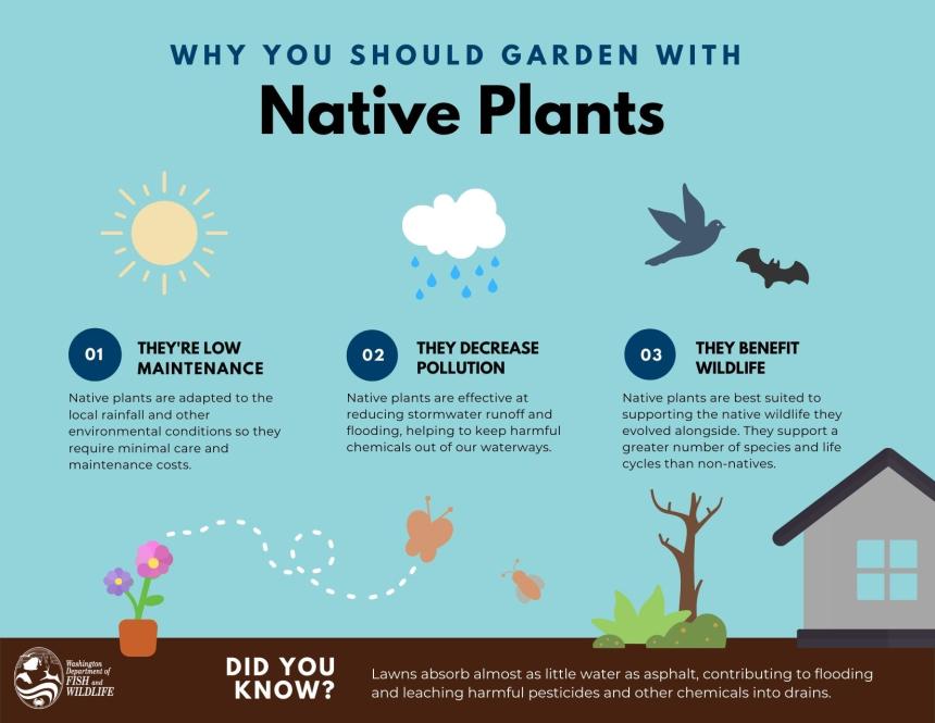 Why you should garden with native plants infographic
