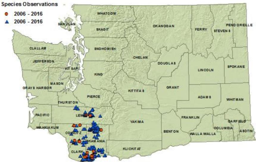 Cascade torrent salamander distribution map of Washington as of 2016: detections in Lewis, Clark, Cowlitz, Skamania counties