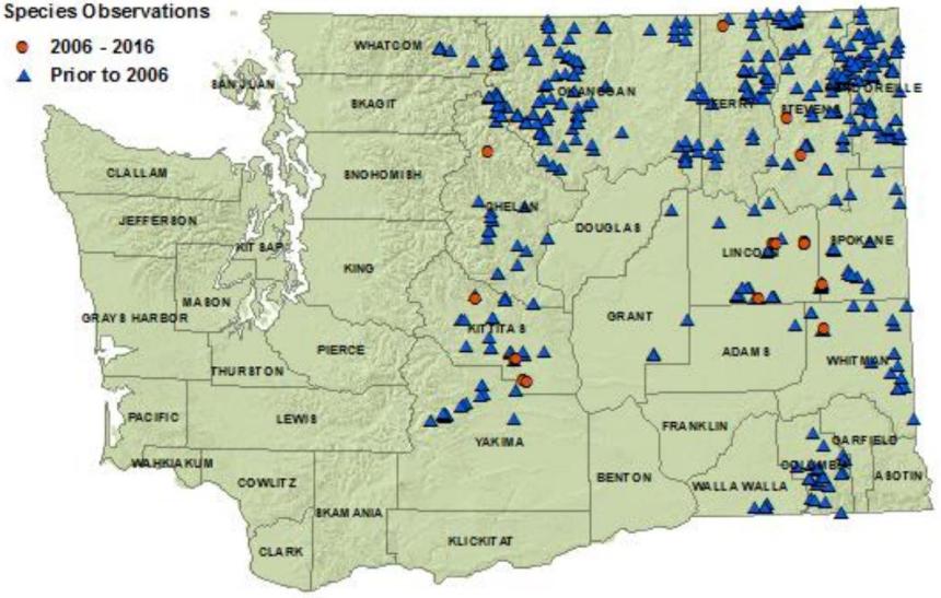 Columbia Spotted Frog distribution map of Washington:detections in all eastside counties but five and includes Whatcom County