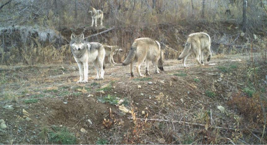 Five wolves in Eastern Washington. Photo by Sarah Bassing, University of Washington.