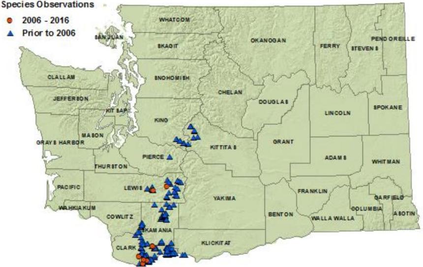 Larch Mountain Salamander state distribution map:King,Pierce,Lewis,Cowlitz,Clark,Skamania,Klicktat,Kittitas