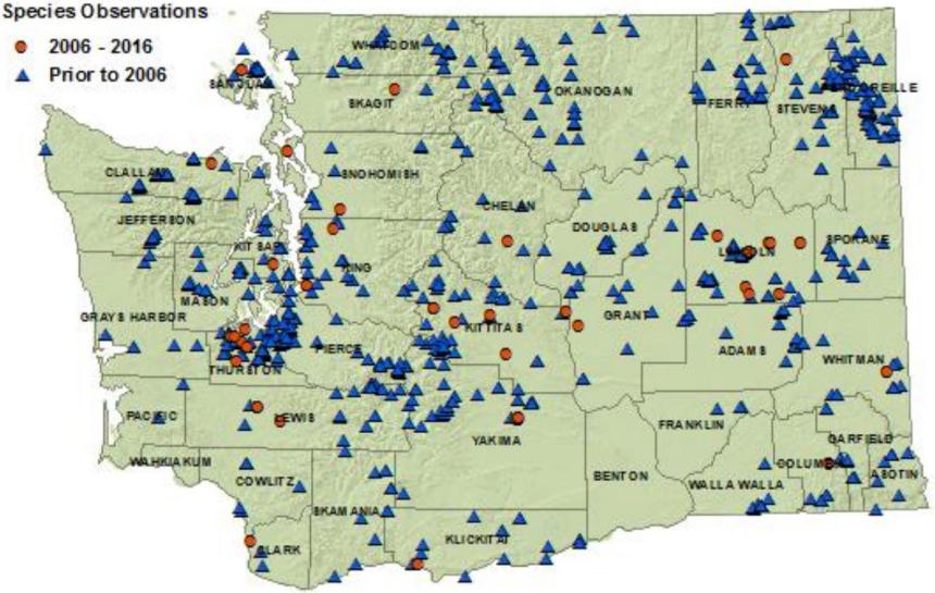 Long-toed salamander distribution map for Washington, showing detections in all counties but Benton and Wahkiakum as of 2016.