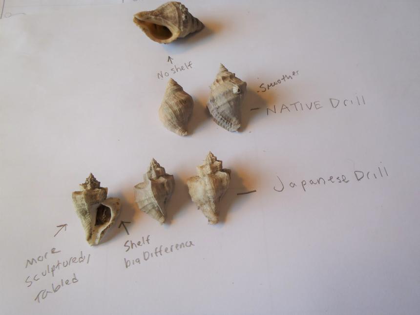 Comparison of Japanese oyster drill vs. native whelk