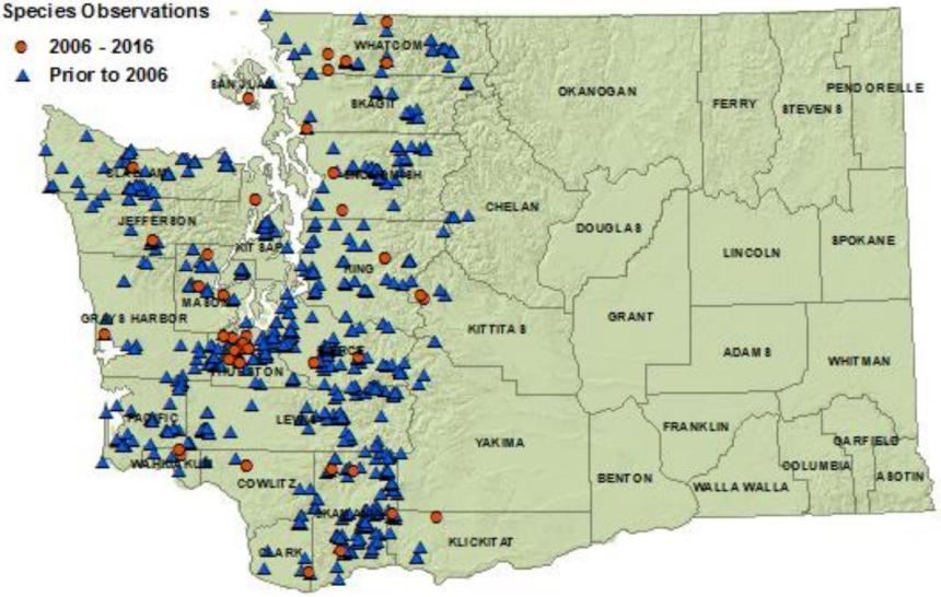Northwestern salamander distribution map of Washington: detections in all westside counties and 4 eastside ones as of 2016.