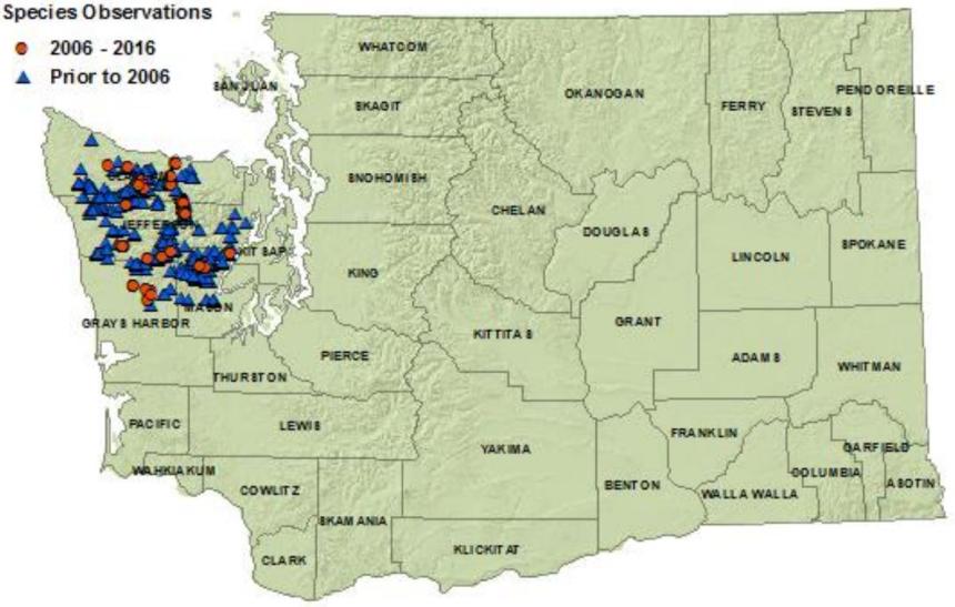 2016 Olympic torrent salamander distribution map of Washington: detections in Clallam,Jefferson,Grays Harbor,Mason counties