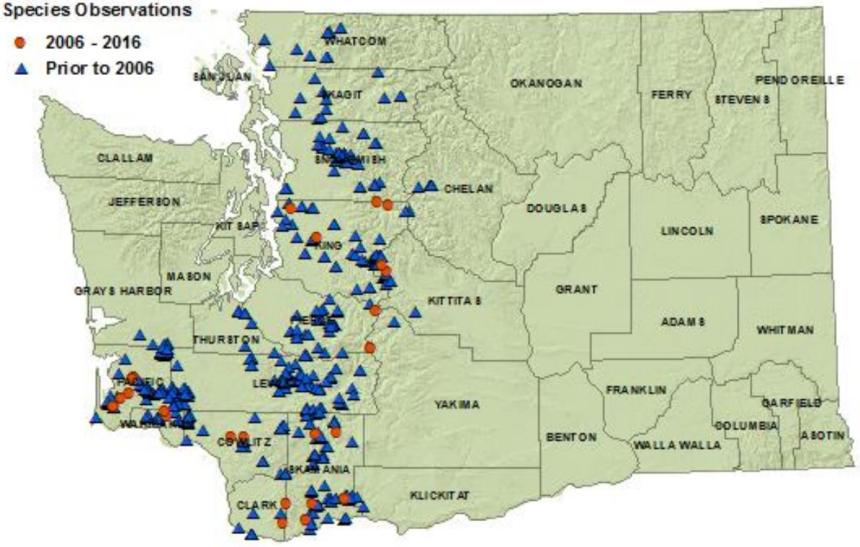 Pacific giant salamander distribution map of Washington: detections in 12 westside and 3 eastside counties as of 2016.