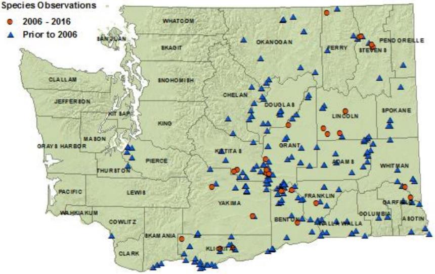 Racer distribution map of Washington as of 2016: detections in all eastside counties plus Thurston, Pierce, Cowlitz