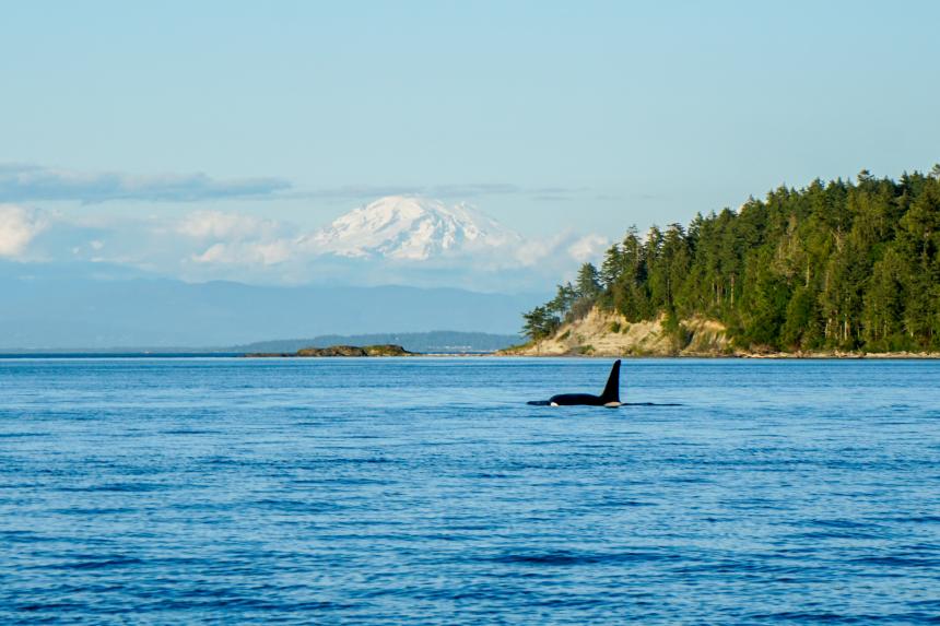 Transient orca whale in the San Juan Islands with Mt. Baker in the background.