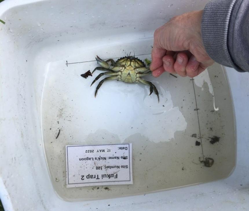 A male European green crab captured near Seabeck in Hood Canal on May 17, 2022. Photo by Washington Sea Grant