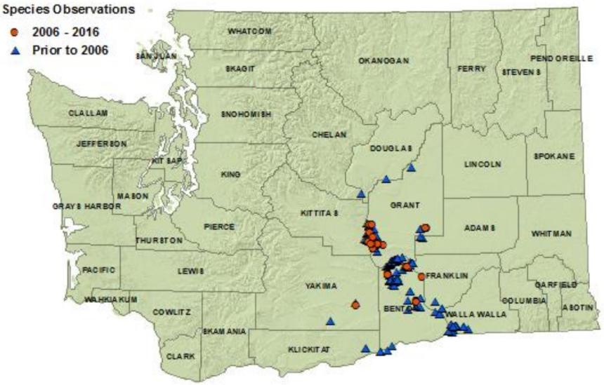 Side-blotched lizard distribution map:Klickitat,Kittitas,Chelan,Yakima,Benton,Walla Walla,Franklin,Grant counties