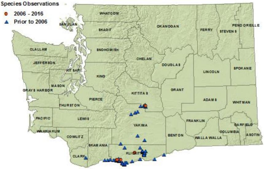 Southern alligator lizard distribution map of Washington as of 2016: Clark, Skamania, Klickitat, Yakima, Kittitas counties