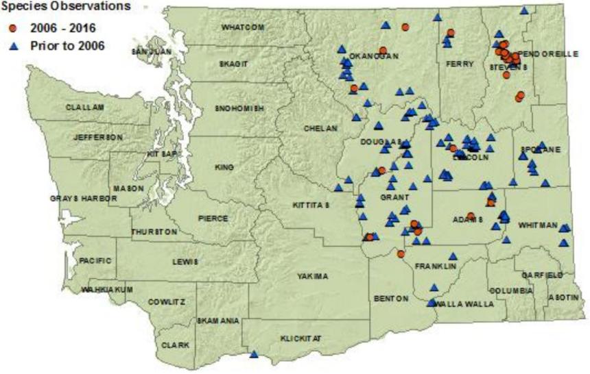Tiger salamander state distribution map: all eastside counties but Klickitat, Benton, Columbia, Garfield, Asotin
