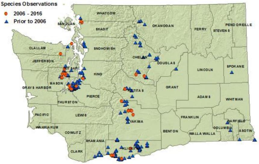 Western fence lizard distribution map of Washington as of 2016: detections in 9 westside and 11 eastside all counties 