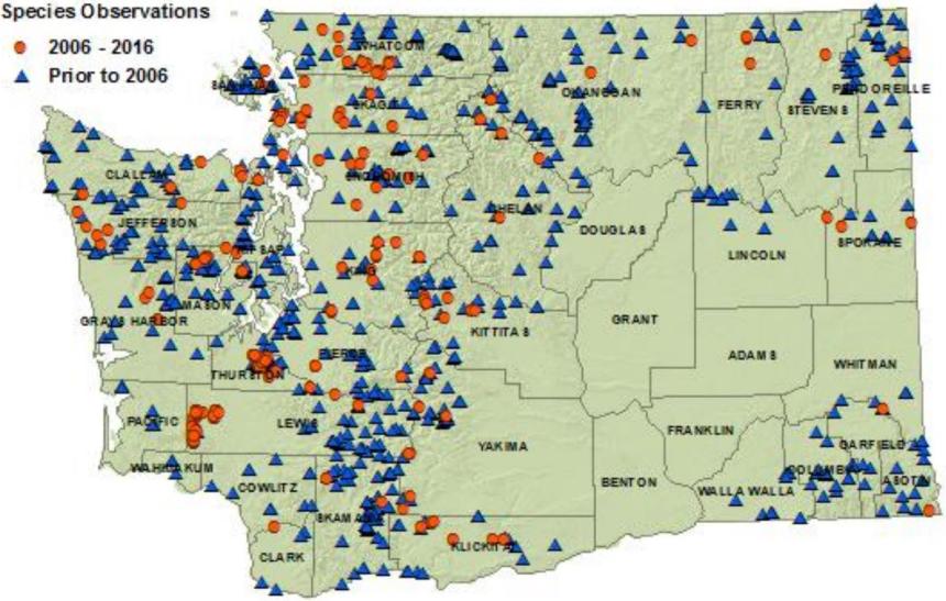 Western toad distribution map of Washington: detections in all counties but Adams, Benton, Franklin, Grant