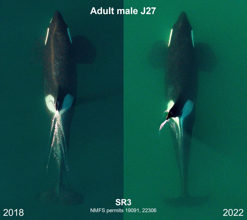 2018-2022 comparison of adult orca J27