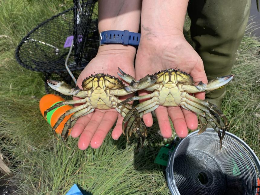 Two European green crabs removed by WDFW from Hood Canal near Seabeck in Kitsap County