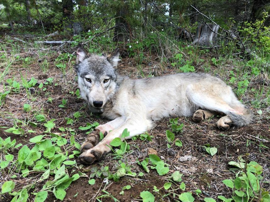 Wolf waking up from immobilizing drugs after capture