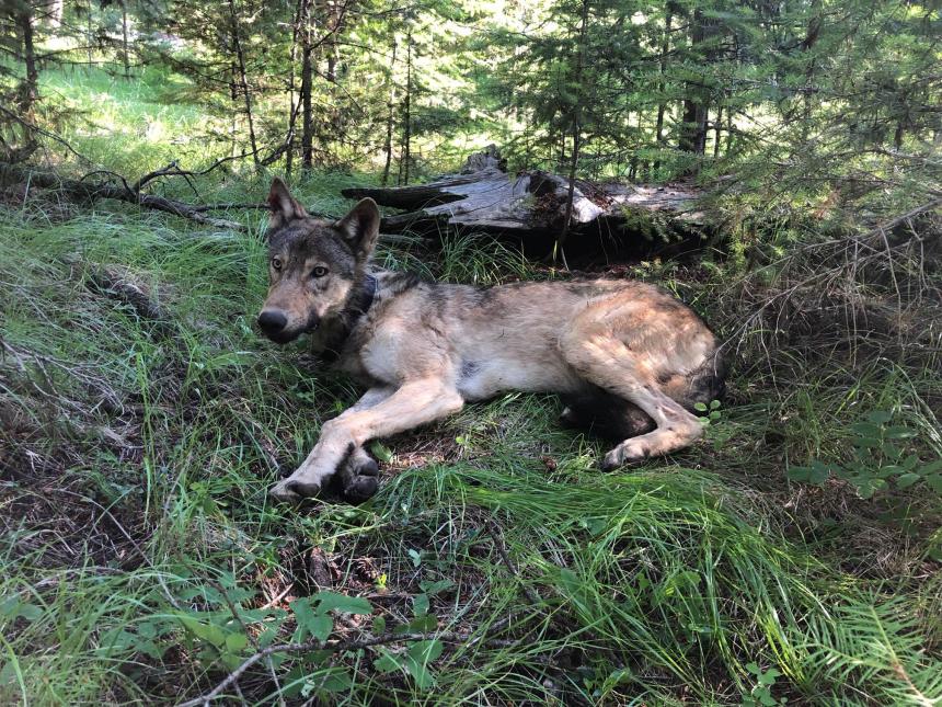 Beaver Creek wolf waking up from immobilizing drugs after capture