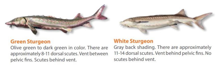 Comparison of white and green sturgeon