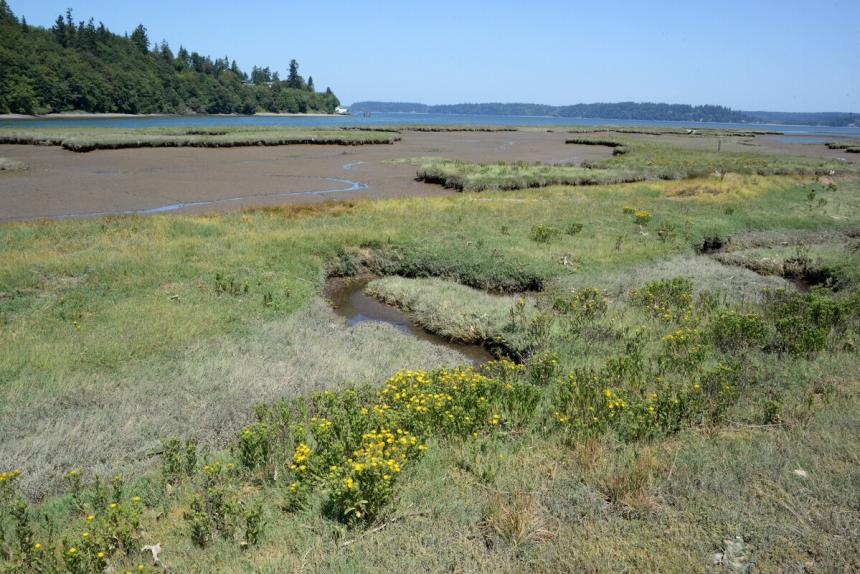 Nisqually River marsh and mudflats