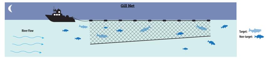 Gillnet illustration