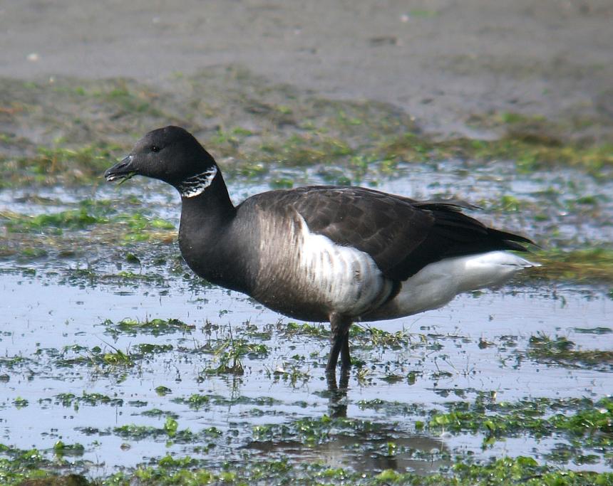 Brant goose standing in tidelands